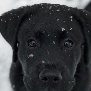 Meet your Posher, Avery